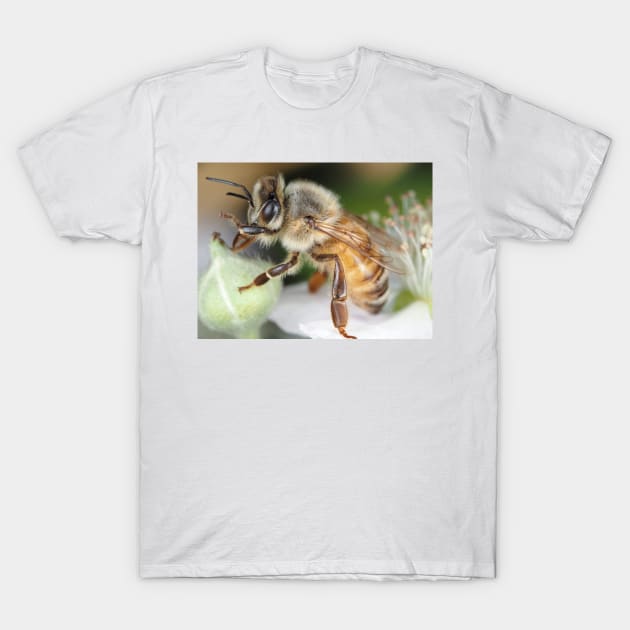 Honey bee T-Shirt by SDym Photography